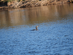 Hypostomus commersoni