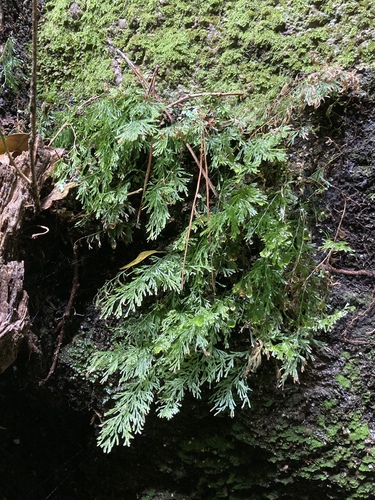 Polyphlebium pyxidiferum observed 2020-10-06