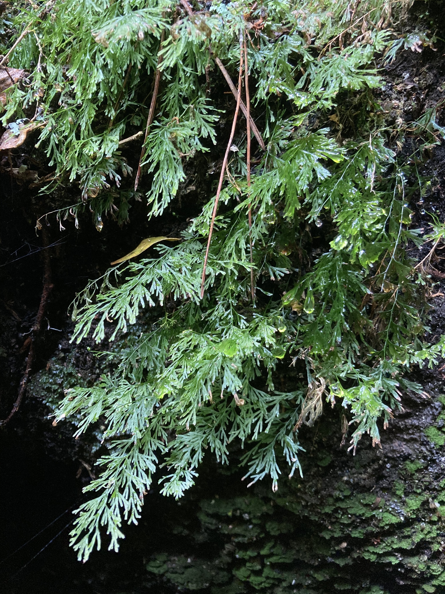 Polyphlebium