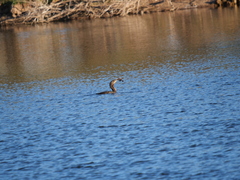 Hypostomus commersoni