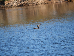Hypostomus commersoni