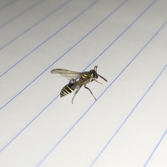 Polybia occidentalis