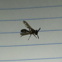 Polybia occidentalis