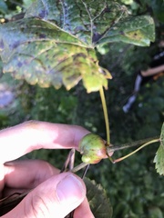 Ampelomyia vitispomum