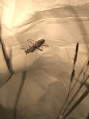 Myodocha serripes