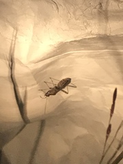 Myodocha serripes