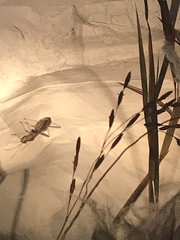 Myodocha serripes