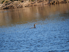 Hypostomus commersoni