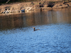 Hypostomus commersoni
