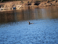 Hypostomus commersoni