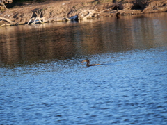 Hypostomus commersoni