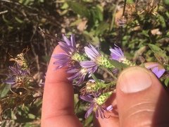 Eurybia surculosa