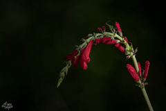 Salvia cinnabarina