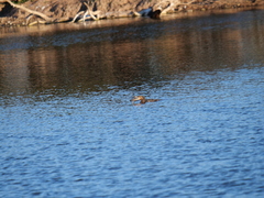 Hypostomus commersoni