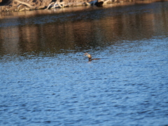 Hypostomus commersoni