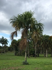 Sabal mauritiiformis