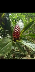Costus woodsonii
