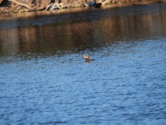 Hypostomus commersoni