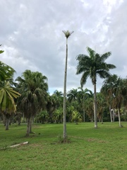 Gaussia attenuata