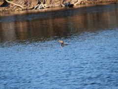 Hypostomus commersoni