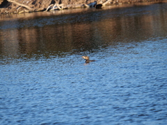 Hypostomus commersoni