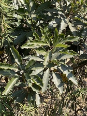 Pittosporum undulatum