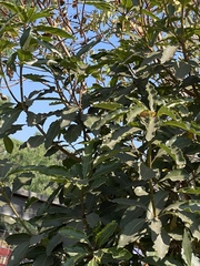 Pittosporum undulatum