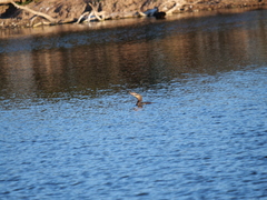 Hypostomus commersoni