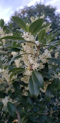 Angiospermae
