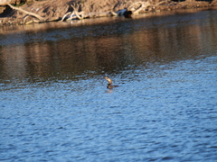 Hypostomus commersoni