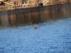 Hypostomus commersoni