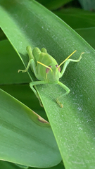 Schistocerca nitens