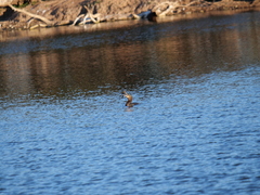 Hypostomus commersoni