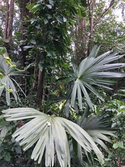 Corypha umbraculifera