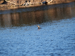 Hypostomus commersoni