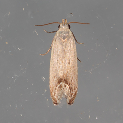 Anacampsis paltodoriella