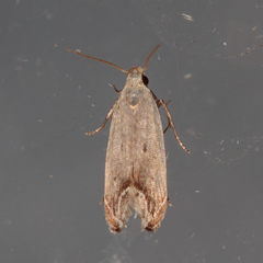 Anacampsis paltodoriella