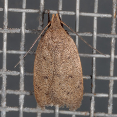 Inga obscuromaculella