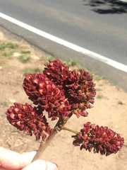 Lonchocarpus heptaphyllus