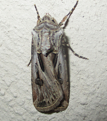 Agrotis spinifera