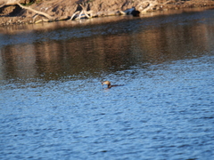 Hypostomus commersoni