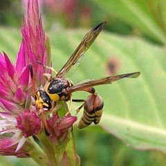 Strepsiptera