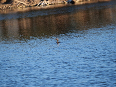 Hypostomus commersoni