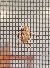 Leptostylus transversus