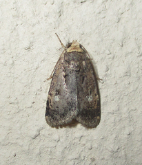 Athetis leuconephra