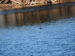 Hypostomus commersoni