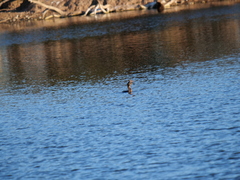 Hypostomus commersoni