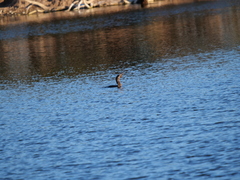 Hypostomus commersoni