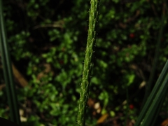 Carex phleoides