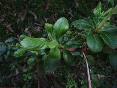 Escallonia myrtoidea
